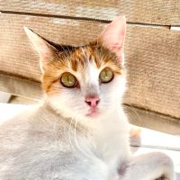 JeanJouna (@jean_jouna) 's Twitter Profile