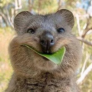 ElBontrager's profile picture. 