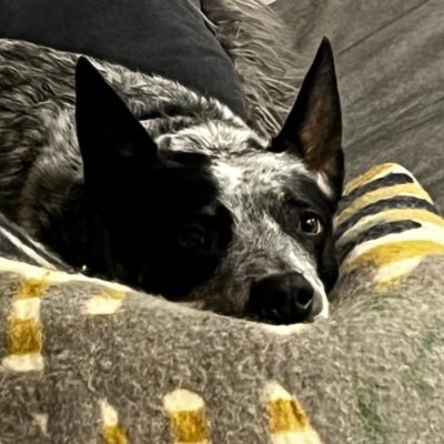 damadol0's profile picture. 