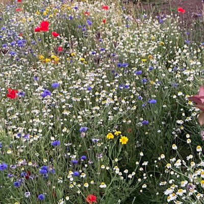 thirlmere15's profile picture. Liverpudlian Loves Dachshunds & gardening 🐶 🌱 🌸