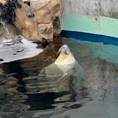 urauragachizei's profile picture. 28歳 ガッチリスポーツ系 1人寂しい毎日、、 誰か一緒に発散しません？ ソフトならsmどちらもいけます！男の💦できます！