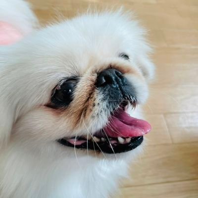 ペキニーズの花子です🐶
花子の日常を発信していきます🐶