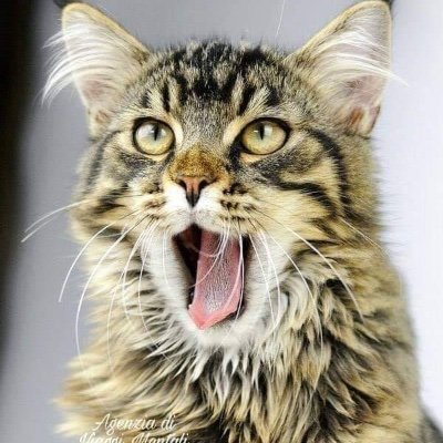 nazaraite's profile picture. artist, writer.