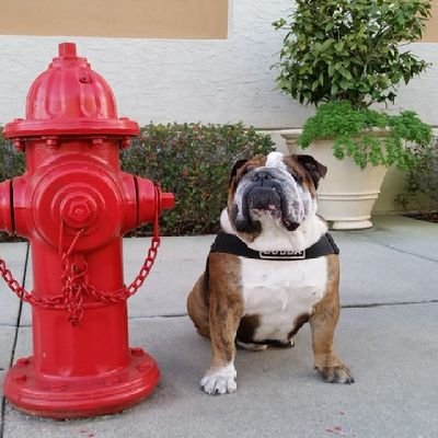 Firefighter and die hard Mississippi State fan.