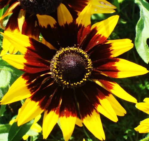 Mary Jackson Profile