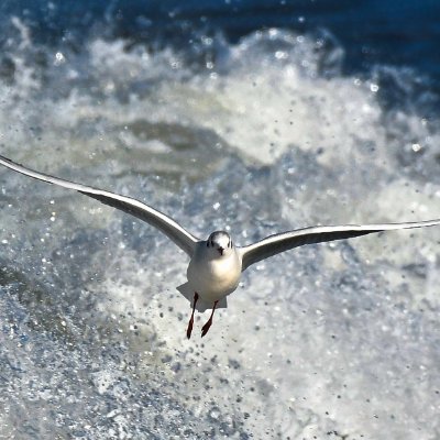 Oystercatcher0 Profile Picture