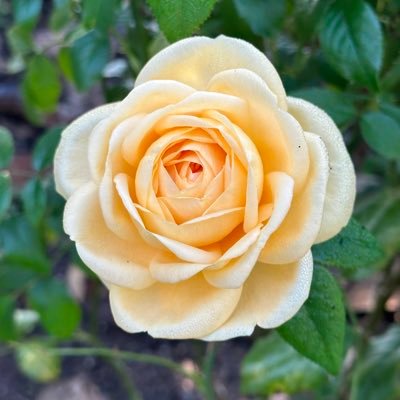 いつもありがとうございます💕 絶景・花・旅行が好き 特に薔薇が好き🌹💐 Have a wonderful day 🧡