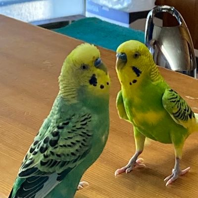 セキセイインコの長男ぴーたん6歳6ヶ月と4年10ヶ月前に保護したゴン太と可愛い小鳥ちゃんたちを眺めてます！ ゴン太が最近やっと手や肩に乗ってくれるようになりました！  すみません、DMにはご返事できません。