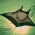 Manta Rhei (@perpetuummobula) Twitter profile photo Manta Rhei (@perpetuummobula) Twitter profile photo