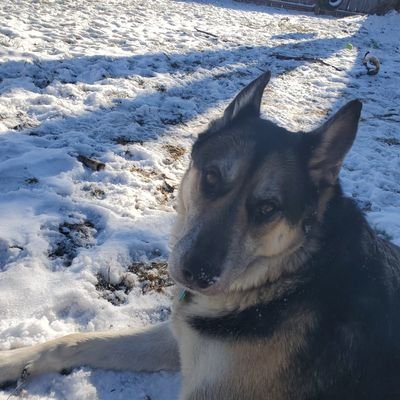 GsWolfepack's profile picture. Work, game, repeat. Who's with me GS?