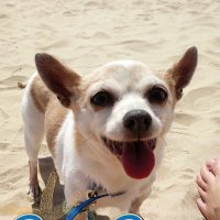 Clarence Chio (@cchio) 's Twitter Profile