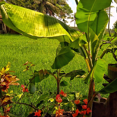 ananti_vera's profile picture. 