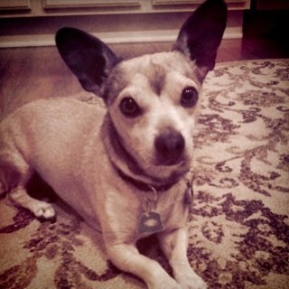 HersheyBoi's profile picture. HI! Im Hershey the chihuahua i love to play! I am the rarest dog breed in the world! Please fallow me!