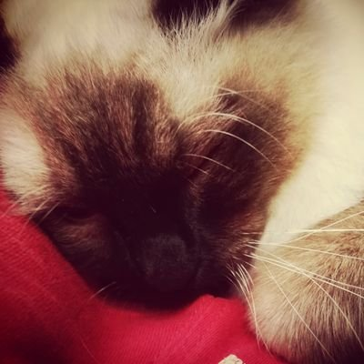 sssssyao1's profile picture. 💫右only｜☀️💫不逆｜RT多/碎话多｜吃饭指路poipiku置顶
21↑