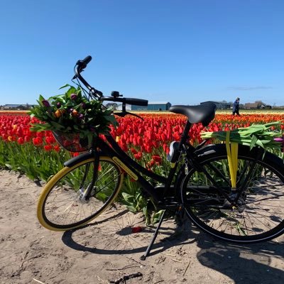 Come and enjoy guided bike tours 🚴‍♀️🚴‍♂️by TulipBicycleTour! Discover the most beautiful (Tulip🌷) Flower Fields around and during Keukenhof season❣️.