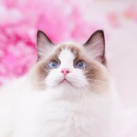 🎀奇跡のラグドール✨sweet ragdoll🎀 (@ragdoll_0219) Twitter profile photo