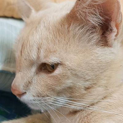 SofeaAtira1's profile picture. It doesn't matter what you're doing,the only things that matter is your happiness...being happy is the most important thing in your life✨