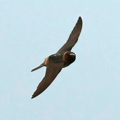 Birding in Kent mainly with the odd twitch now & again. Header : Storm Petrel at Deal Pier Kent  2017.  Profile : American Cliff Swallow at Joss Bay Kent  2023