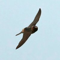 Robs Birding (@robsbirding) 's Twitter Profile