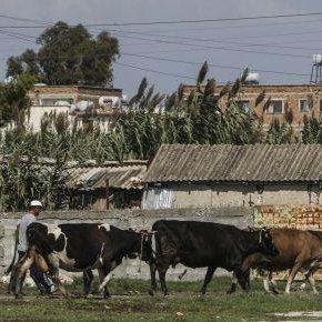 cattlepunter's profile picture. Professional X-barrel systematic money loser