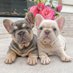 French Bulldog (@Frenchie_clubs) Twitter profile photo