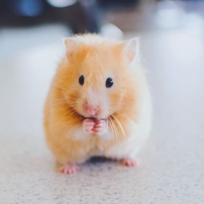 녹차さんのプロフィール画像