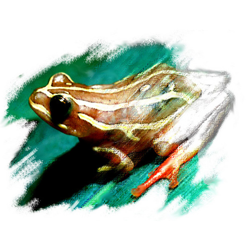 davidcannatella's profile picture. Integrative Biology, UT Austin, and Curator of Herpetology