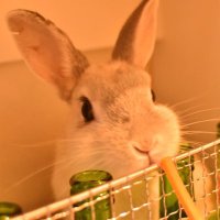 旧 うさぎさんランナー (@rabbitrun_0705) 's Twitter Profile