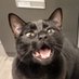 Grim#6301 (@thegrimfish) Twitter profile photo Grim#6301 (@thegrimfish) Twitter profile photo