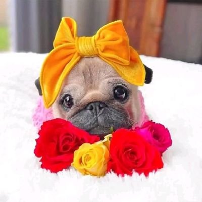 Welcome to @PugLovers94992 page
We are #pug  lovers🐶🐶
If you are really❤️pugs
Then follow us.
we share daily vedioes and Photos 
#pug #puglover