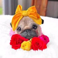pug lovers(@PugLovers94992) 's Twitter Profile Photo