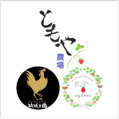 平飼い卵🐓🥚今季いちご狩りR6.1/6スタート！🍓農家のパーラー「いちごpecp」土・日 限定10:30〜15:00 🍓採卵鶏の雄雛『琉球王鶏』ブランド鶏を開発