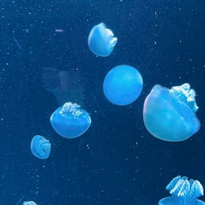 12000%妄言/発信はほぼ🎈🌟のみ/その他🌟右、☕️🥞も見ます/※女体化有/🔁❌、🎈左🌟右は絶対固定/25↑/ウェブボ https://t.co/qio75U9ly5 ポイピク https://t.co/GmrEu18fXj
