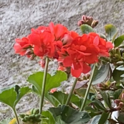 SareSami's profile picture. 🦷✨