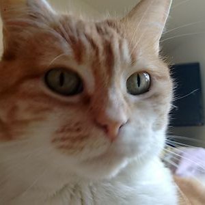 el_micha_g's profile picture. Miaou