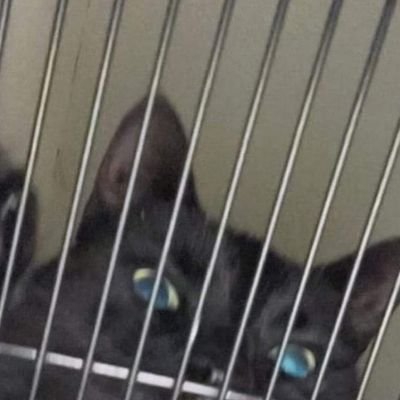 aslimee9's profile picture. 