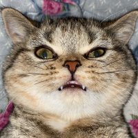 ® (@_4_sn) 's Twitter Profile