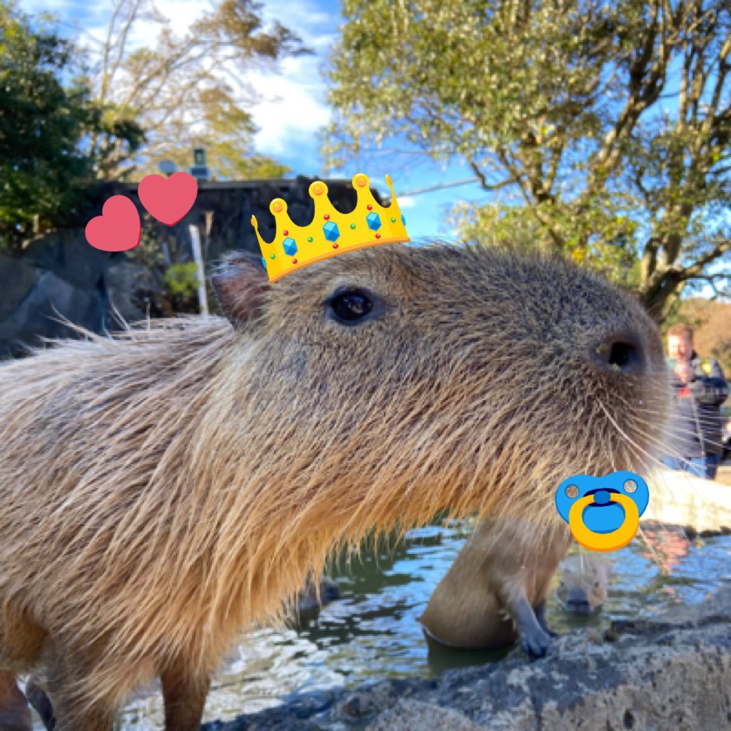 metelovesleep's profile picture. 台灣人/社畜/RT多/廢推王/水豚教教主 #カピバラ/不喜政治正確/夏以晝