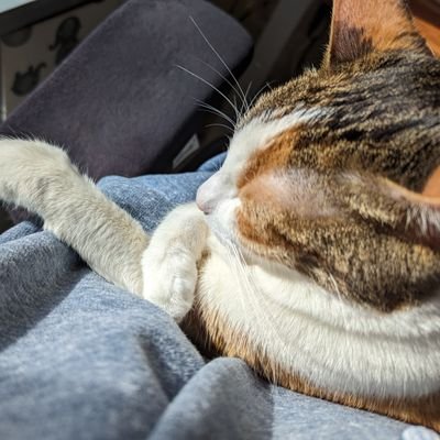 MobEx_'s profile picture. 