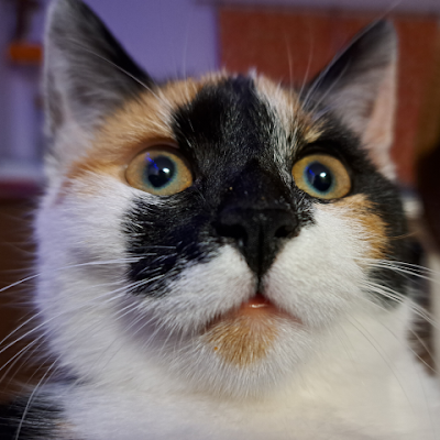 IronMan_BS's profile picture. 