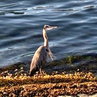 Haiku & Healing (@grief_in_haiku) 's Twitter Profile Photo Haiku & Healing (@grief_in_haiku) 's Twitter Profile Photo