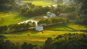 The fragrance of rice flowers tells of a good harvest, and the sound of frogs sounds.