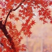 Tosleth (@tosleth144052) 's Twitter Profile