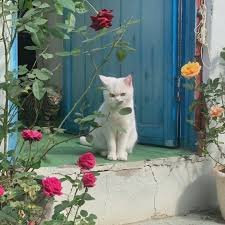 The garden is full of spring scenery, with a few red flowers falling all over the ground