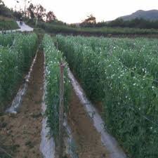 The fragrance of rice flowers tells of a good harvest, and the sound of frogs sounds.