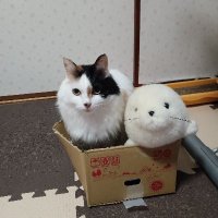 sakai mi (@awyaty5go) 's Twitter Profile