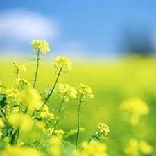 The flowers and leaves are fragrant, and the beautiful scenery lasts morning and night