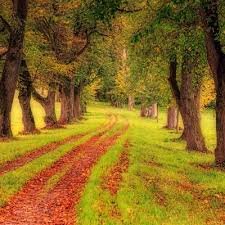 Ten miles after the spring breeze, all the wheat is green