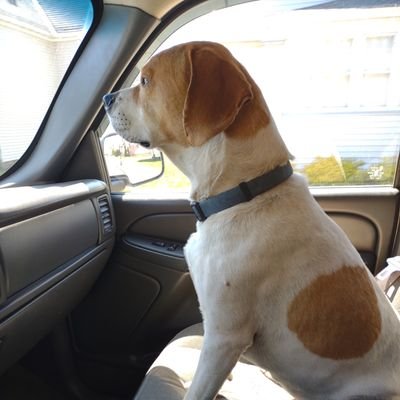 tony_laurin's profile picture. 