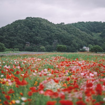 regalkooky8259's profile picture. 